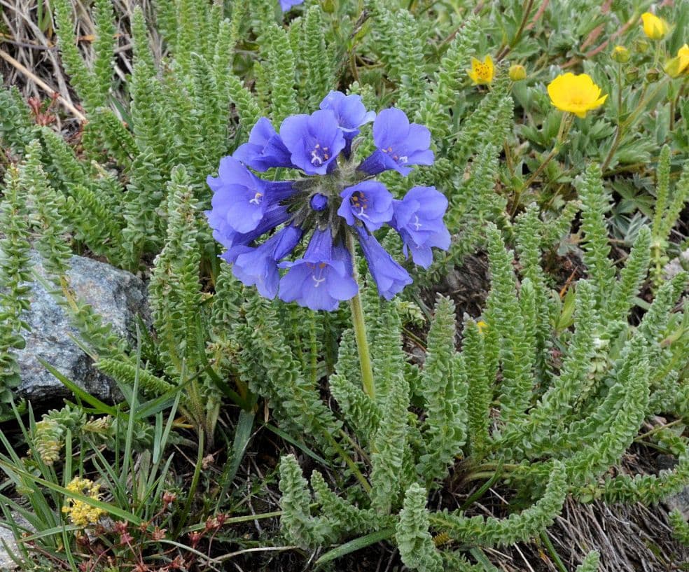Polemonium viscosum 7