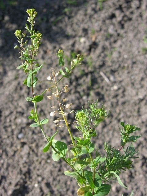 Lepidium perfoliatum 11
