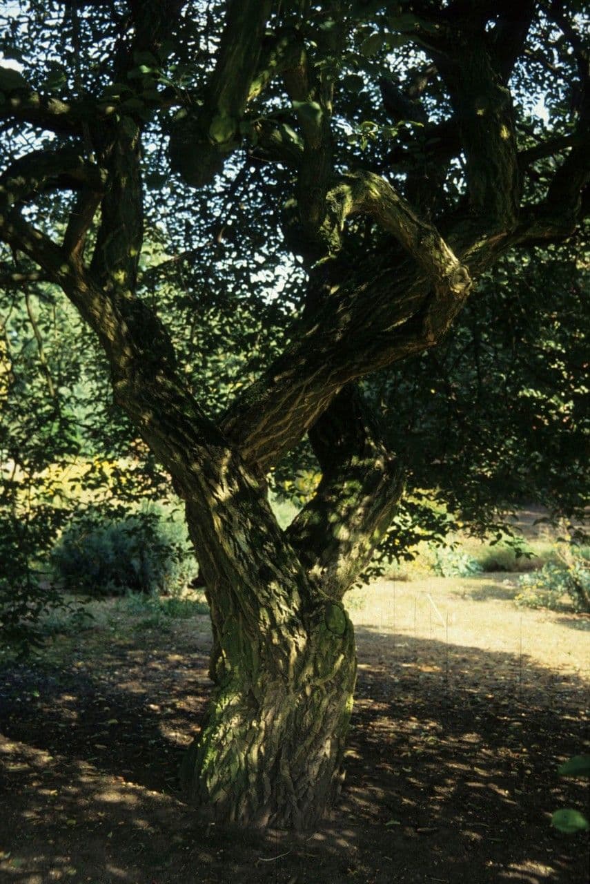 Brslen 20