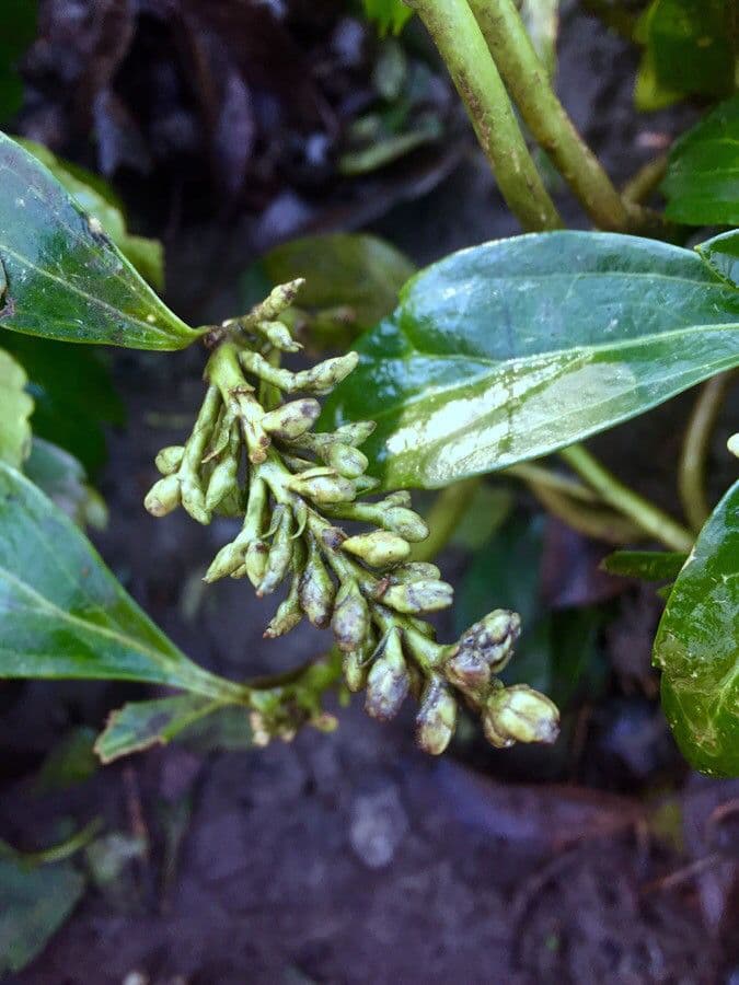 Pachysandra terminale 5