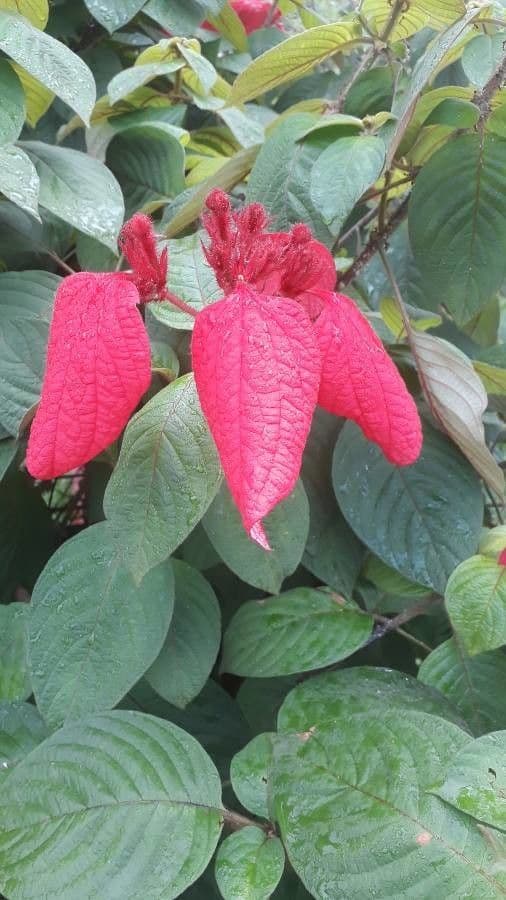 Mussaenda philippica 12