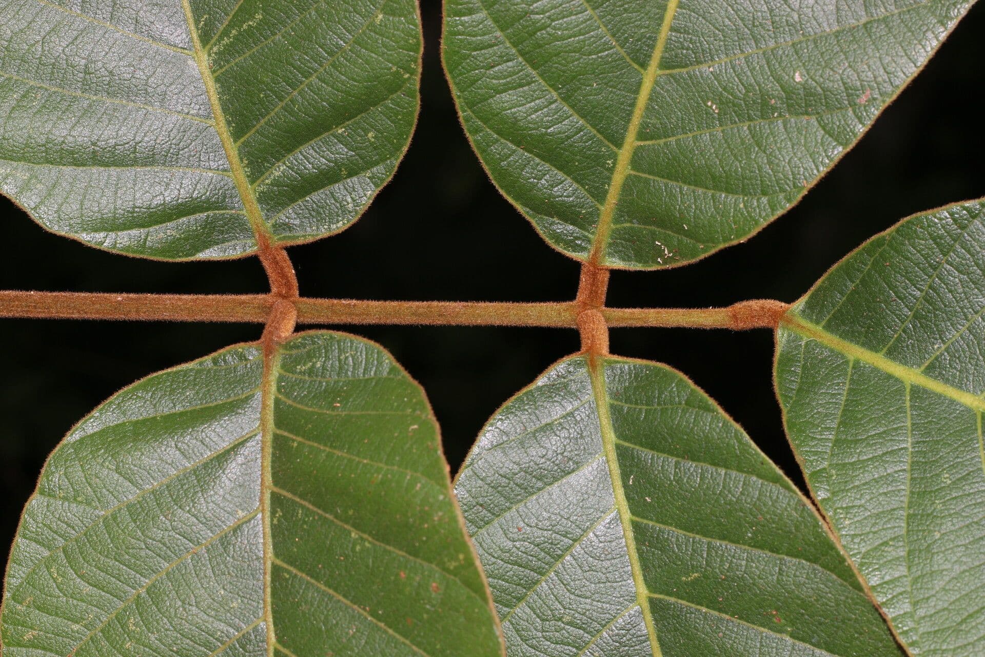 Lonchocarpus 13