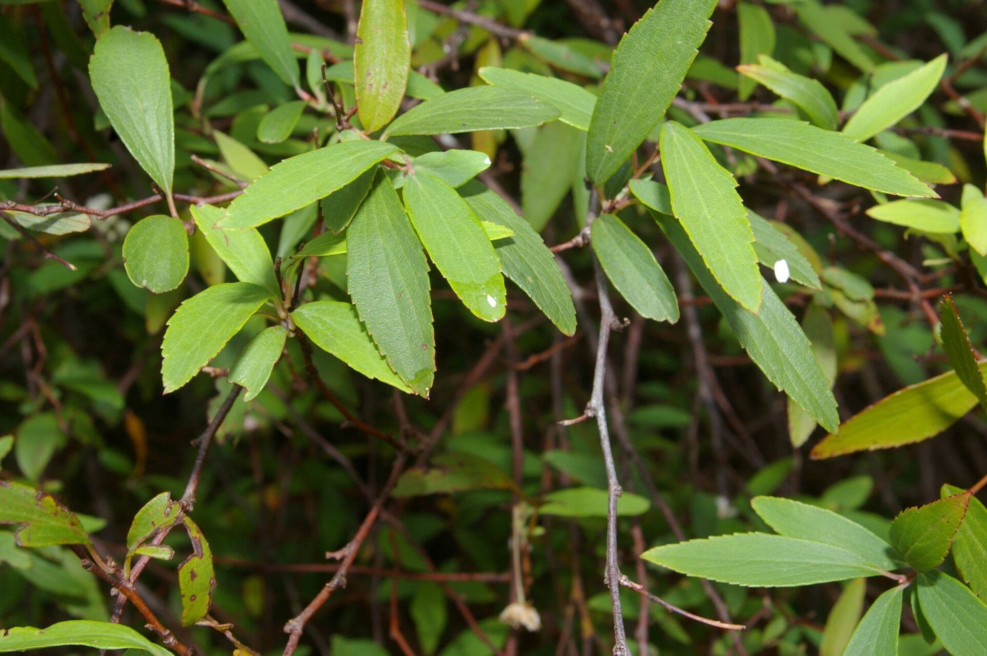 Ceanothus 7
