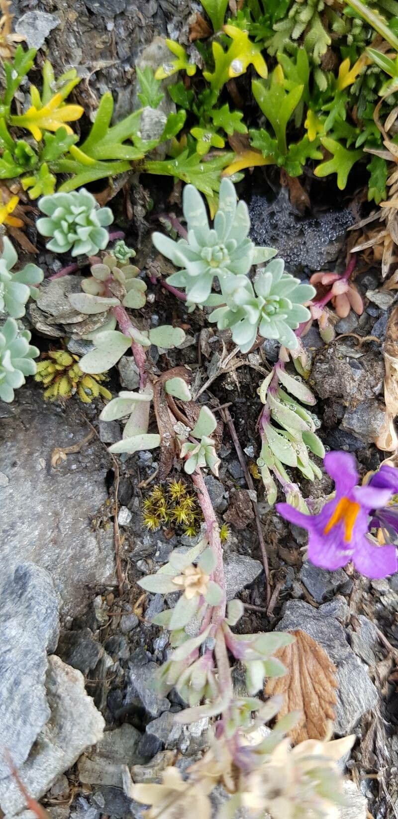 Linaria alpina 23