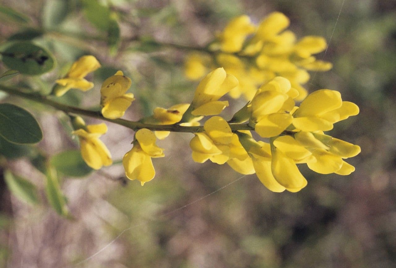 Baptisia 4
