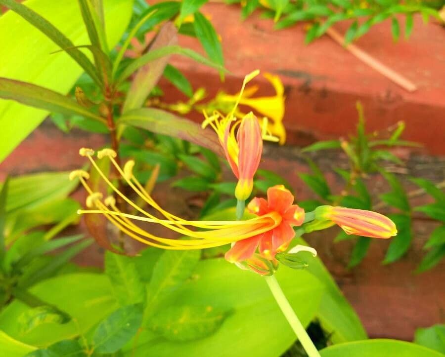 Eucrosia dwubarwna 3