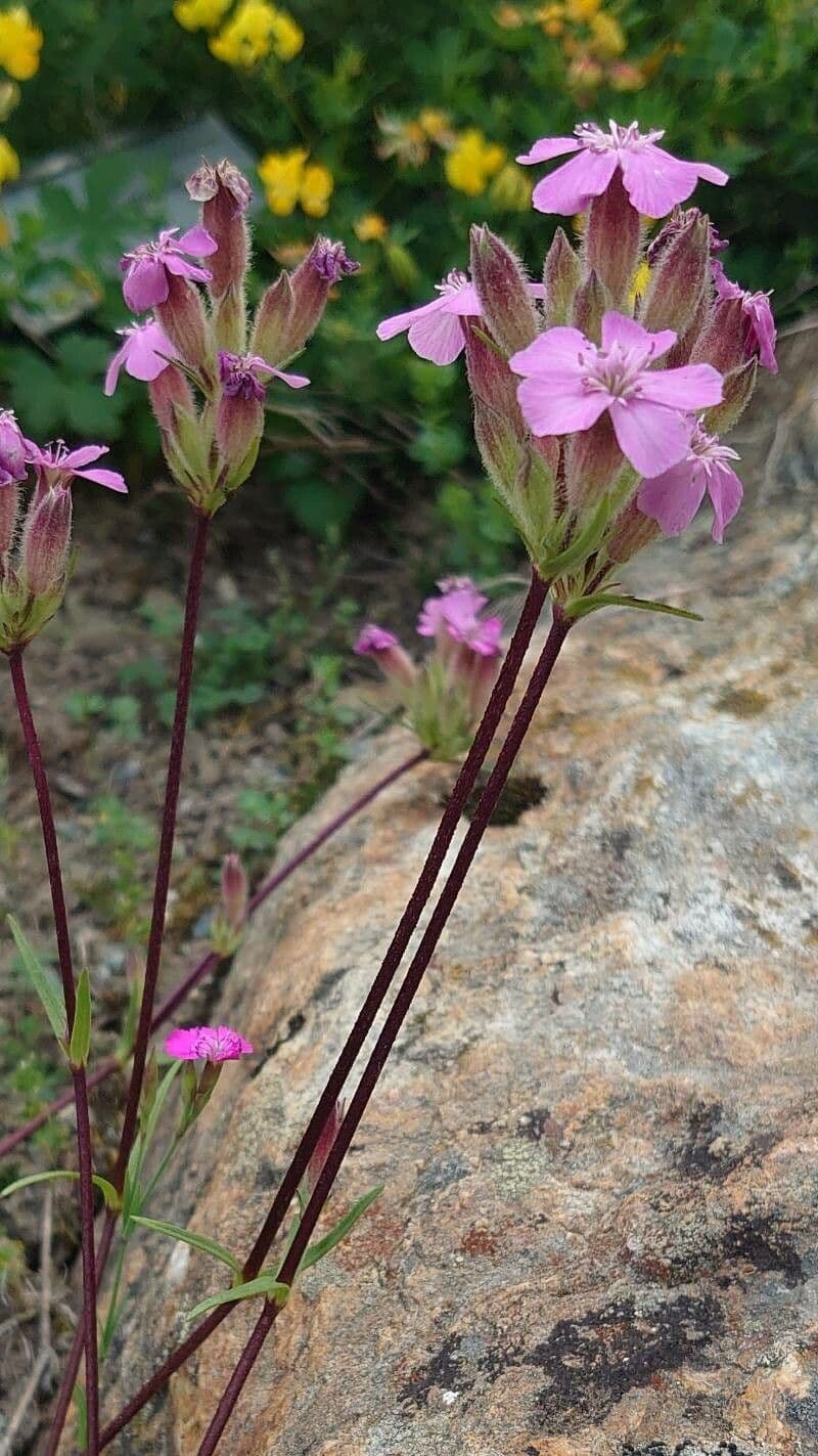 Steinrose 10