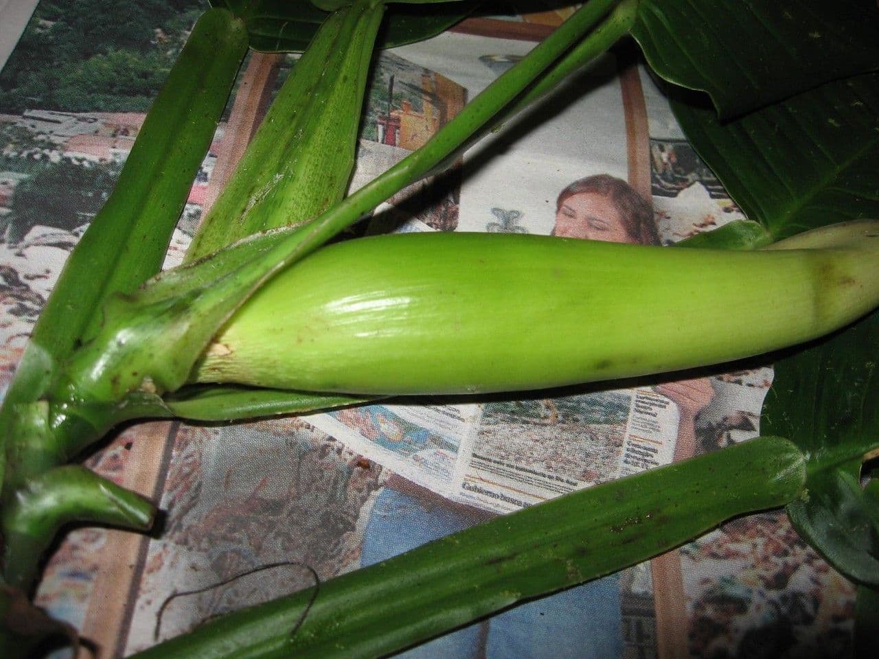 Filodendro 2