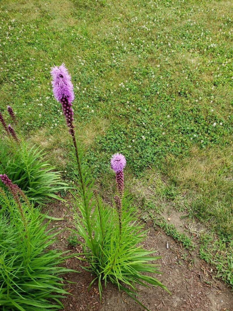 Liatris 10