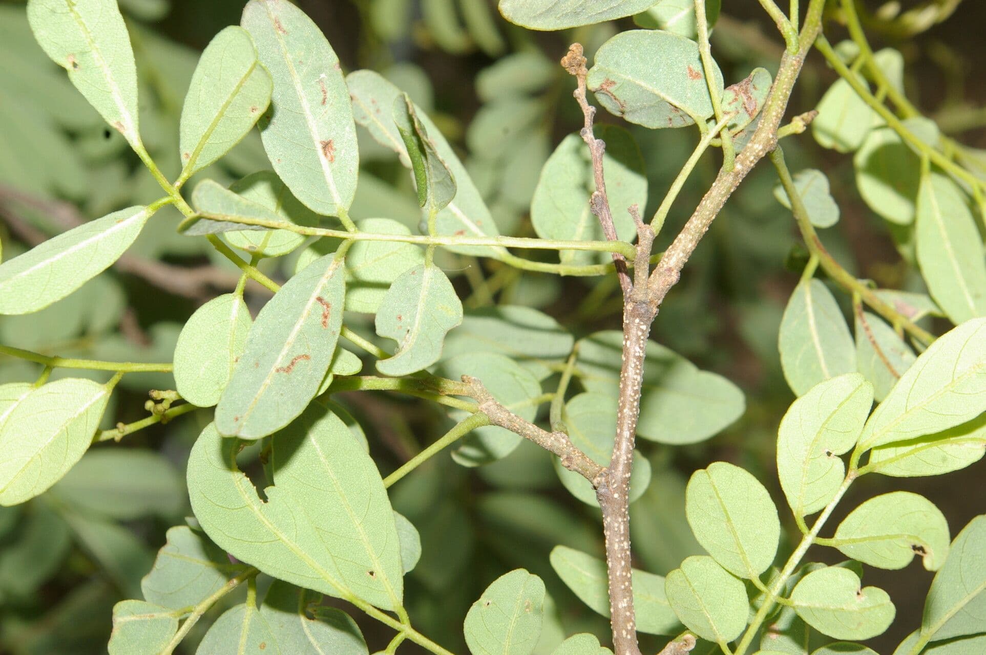 Lonchocarpus lanceolato 15