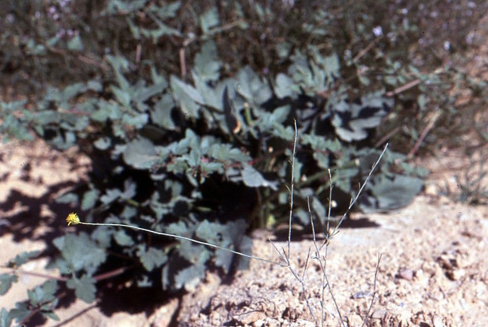 Rhanterium 2