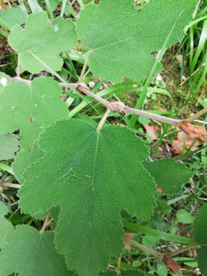 Himbeere