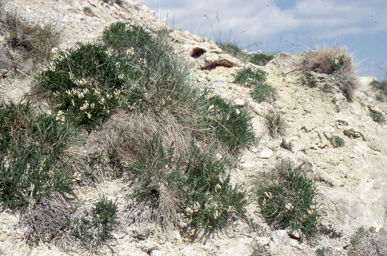 Oxytropis fetida 11