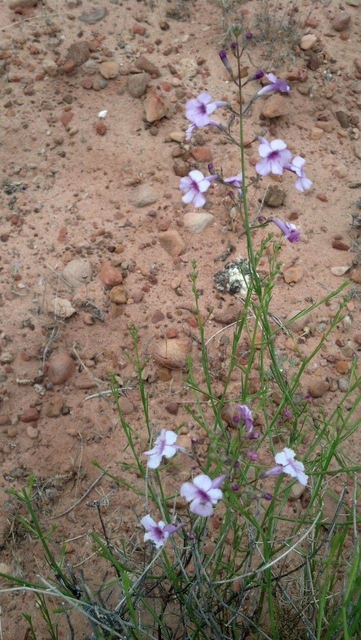 Penstemon 6