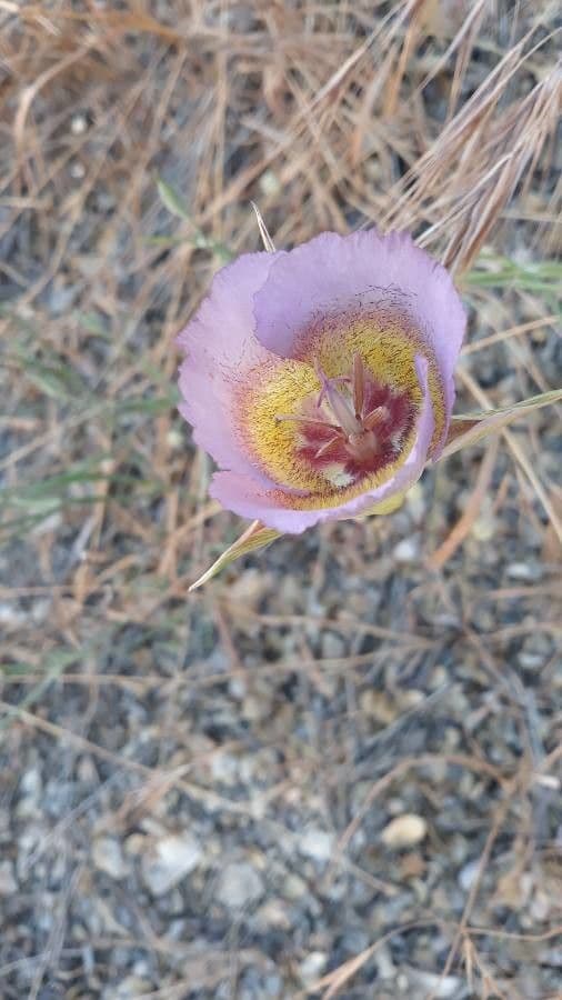 Calochortus plummerae 5