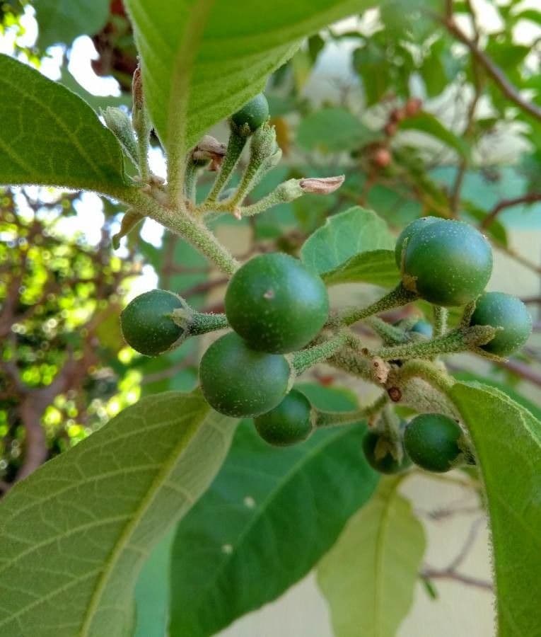 Solanum paniculatum 2