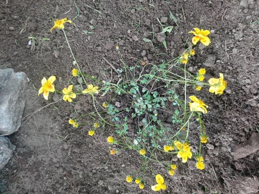 Tagetes lunulato 6
