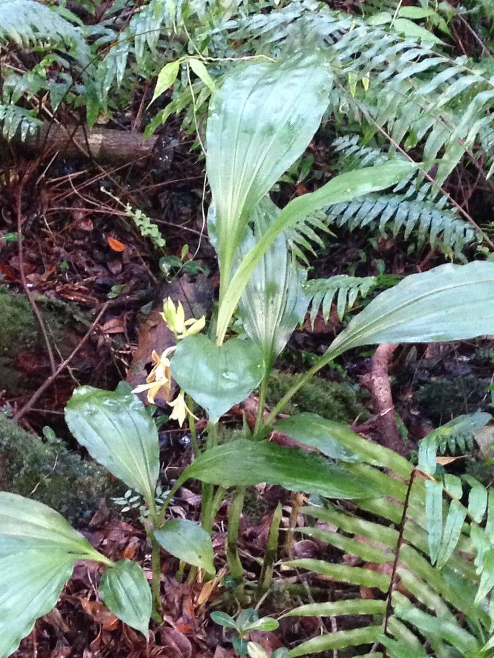 Phaius 2