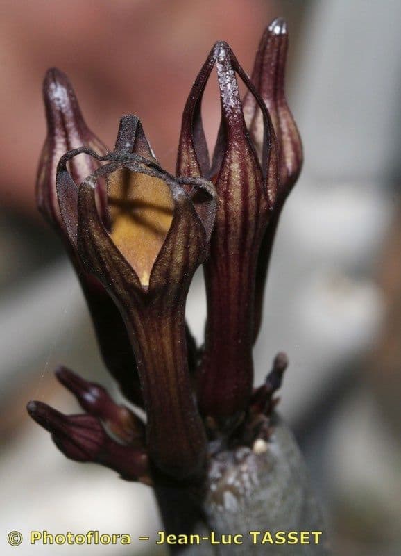 Ceropegia 6
