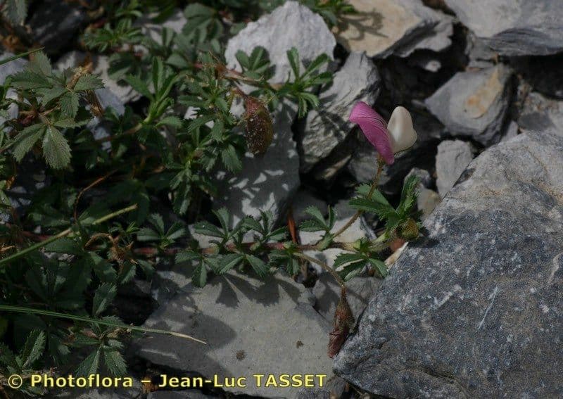 Ononis cristata 25