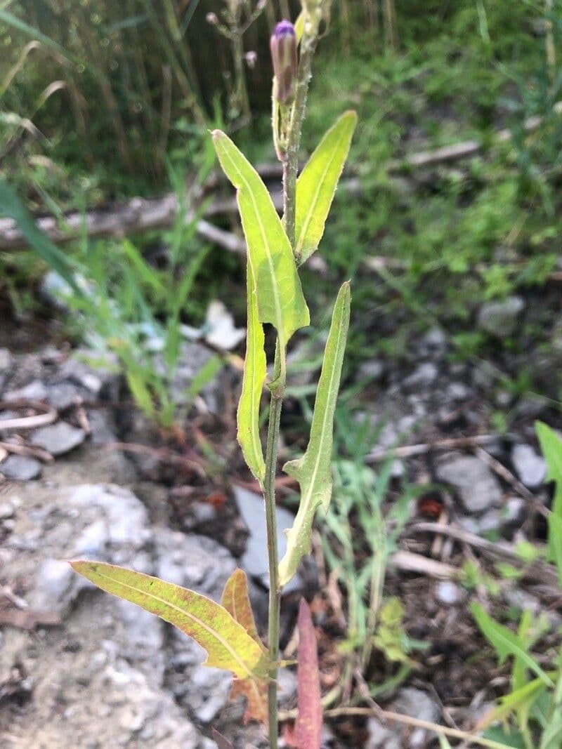 Lactuca tatarica 11