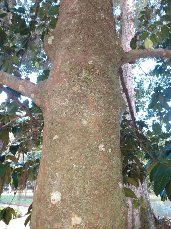 Garcinia brasiliana 11