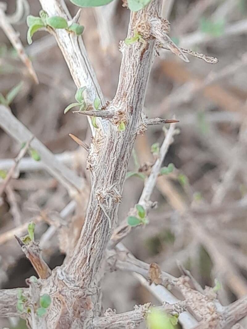 Licium 25