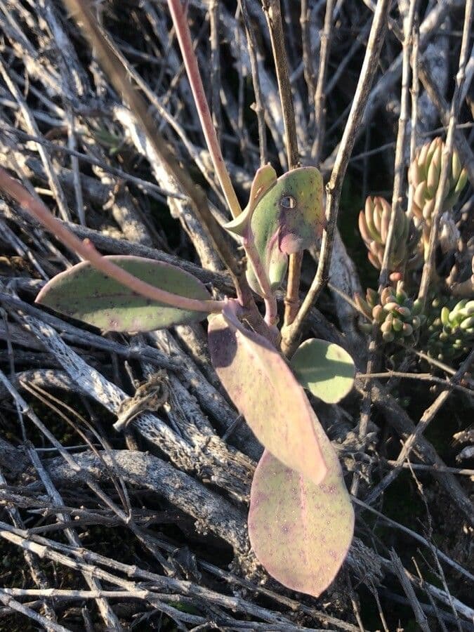 Moricandia 16