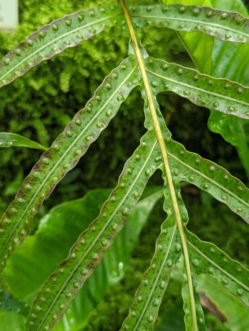 Leptochilus 2