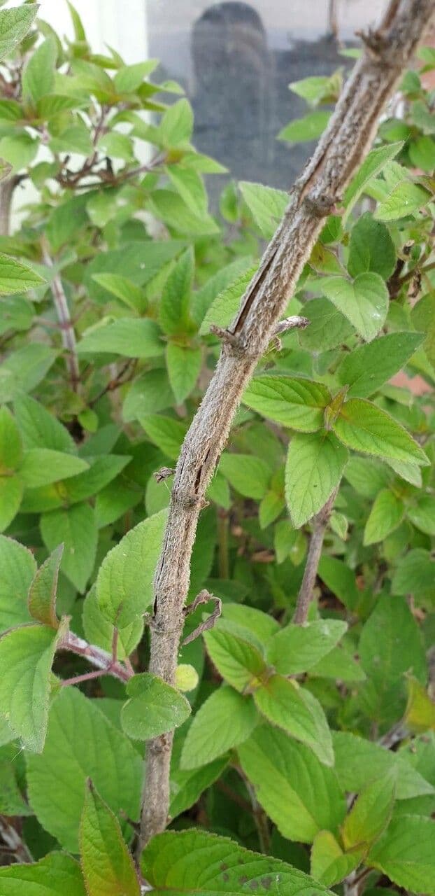 Salvia ananas 19