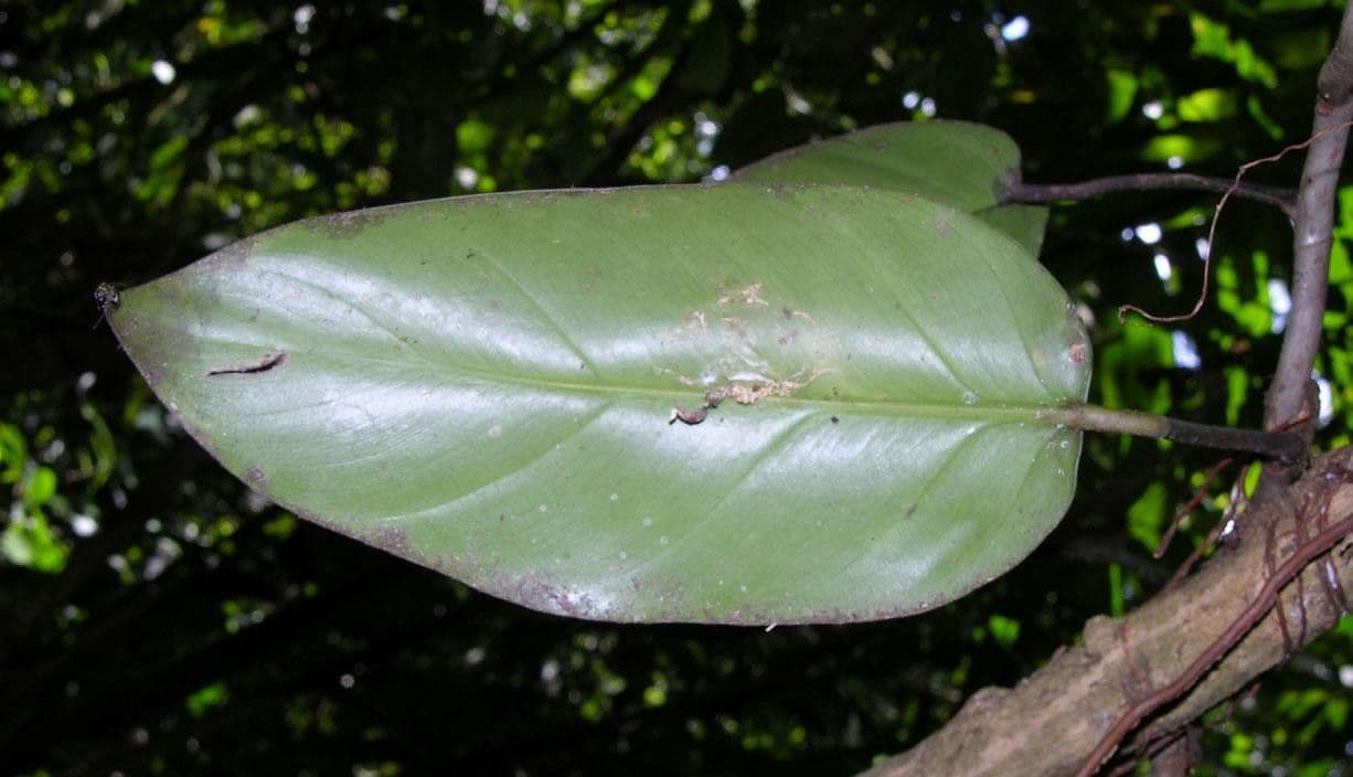 Filodendro 5