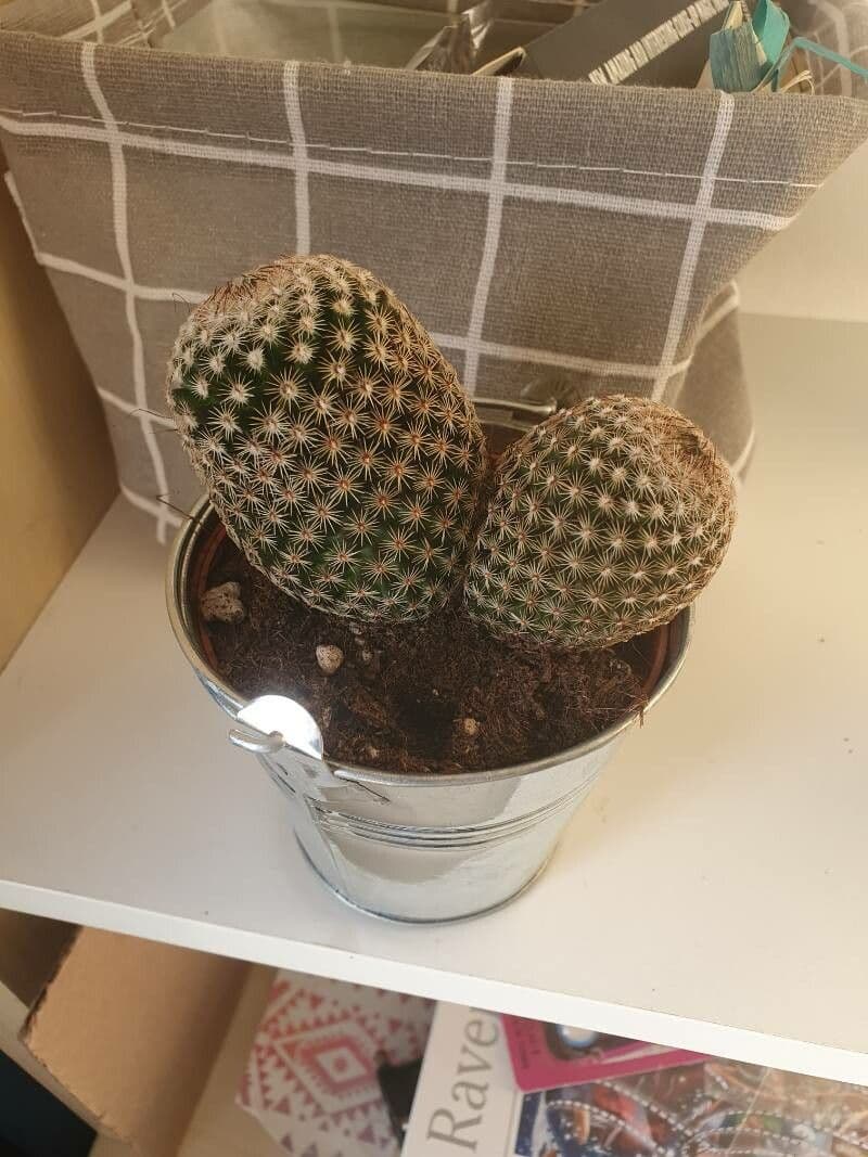 Mammillaria di Matuda 8