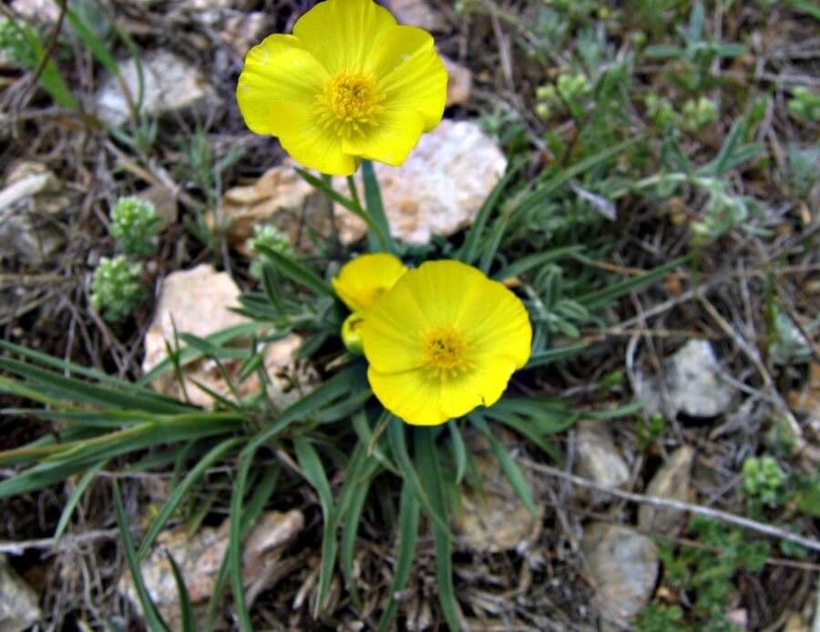 Ranunculus gramineus 6