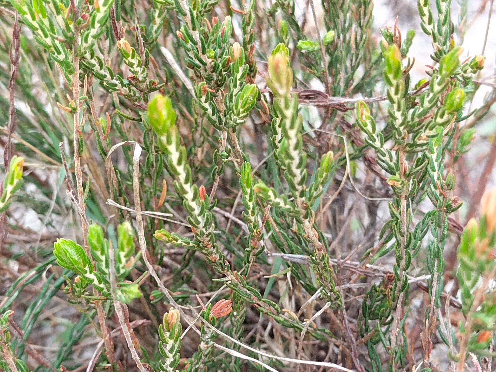 Passerina