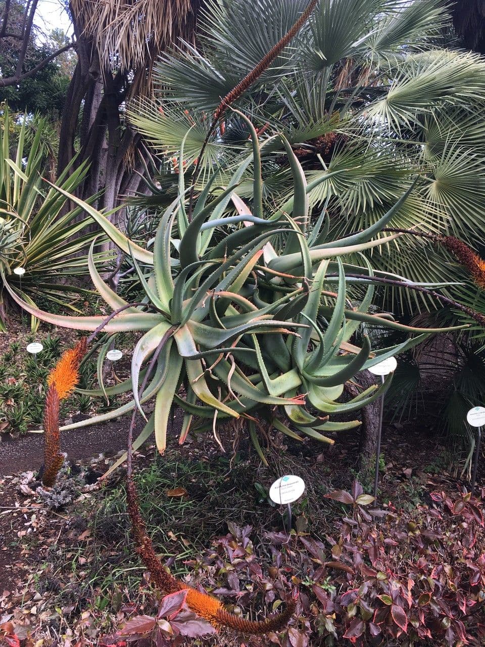 Aloe 5