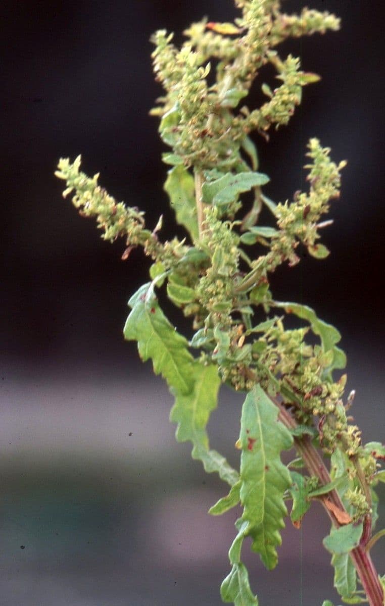 Chenopodio nano 3
