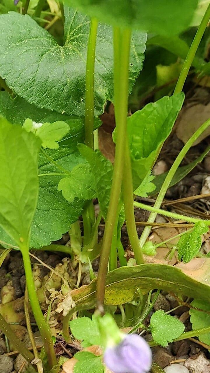 Viola americana 16