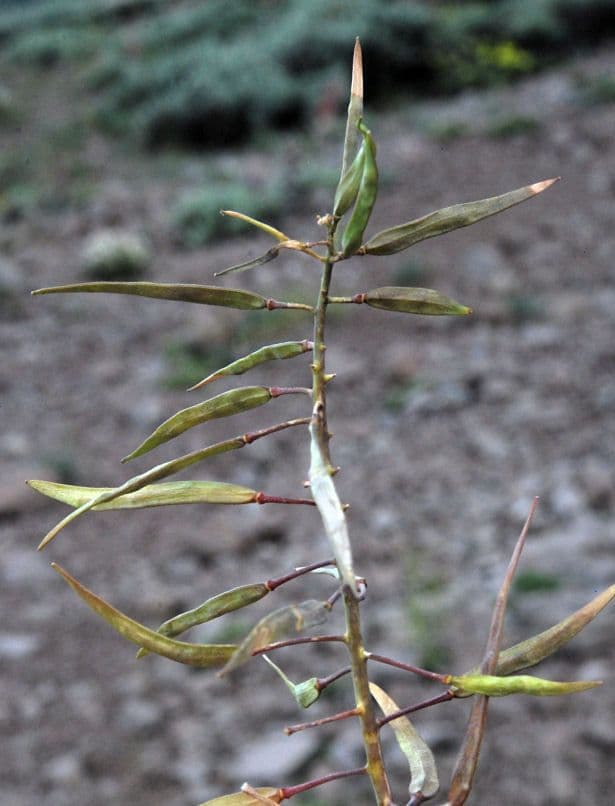 Phoenicaulis