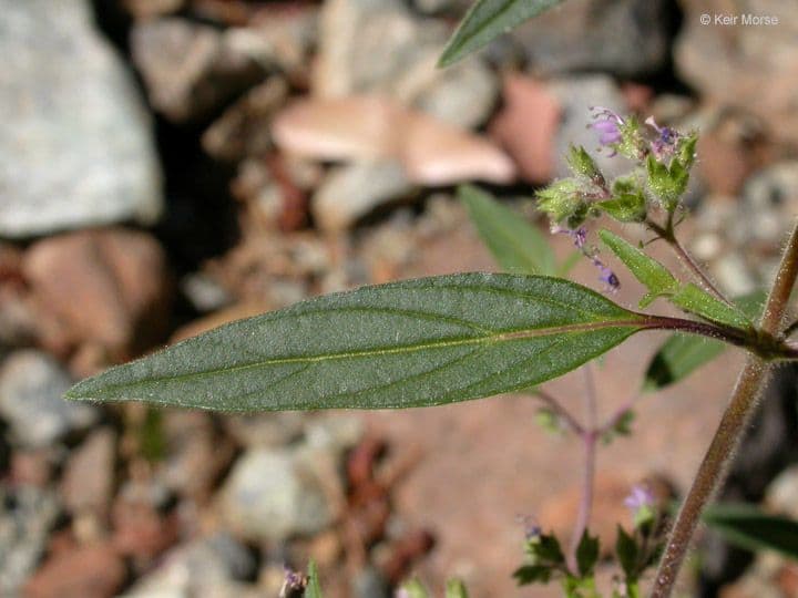Trichostema 4