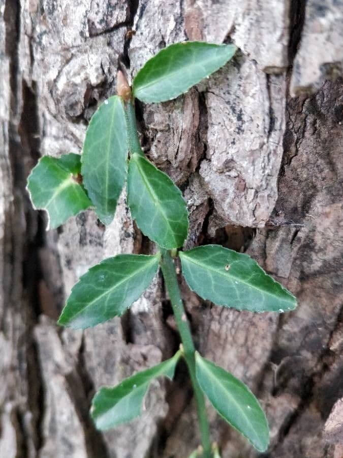 Chimaphila macchiata 25