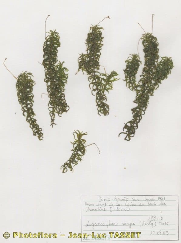 Elodea del Capo 20