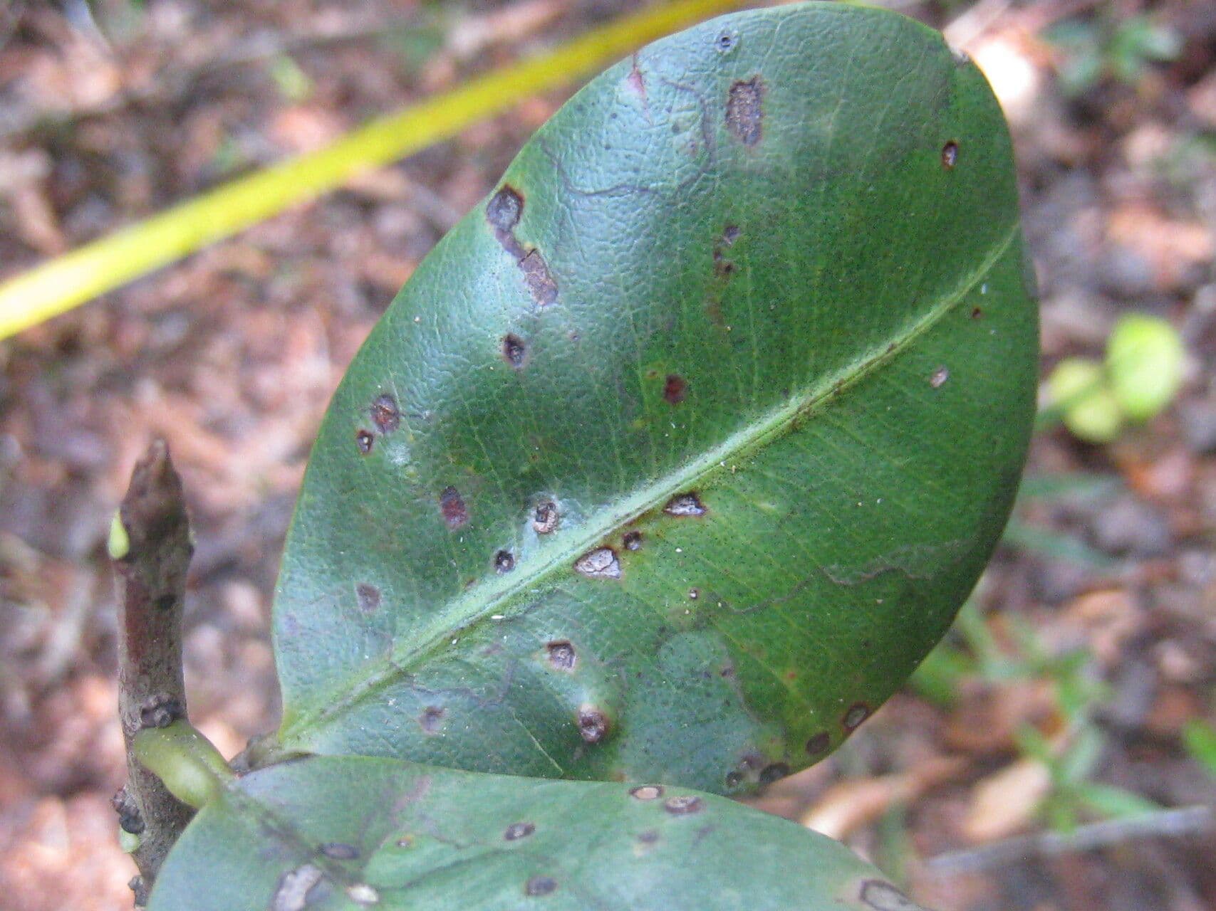 Pradosia schomburgkiana 3