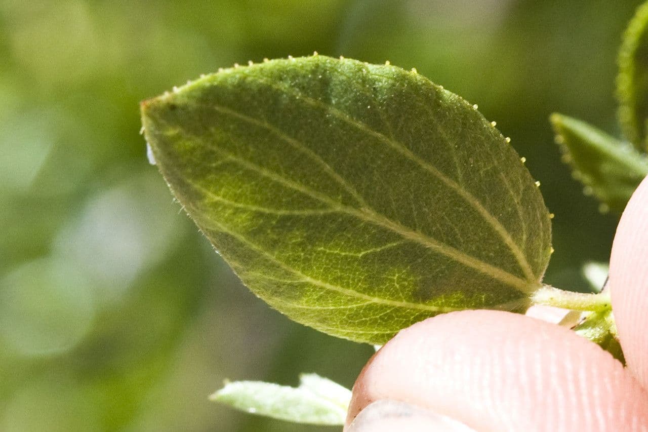 Behaarter Ceanothus 14