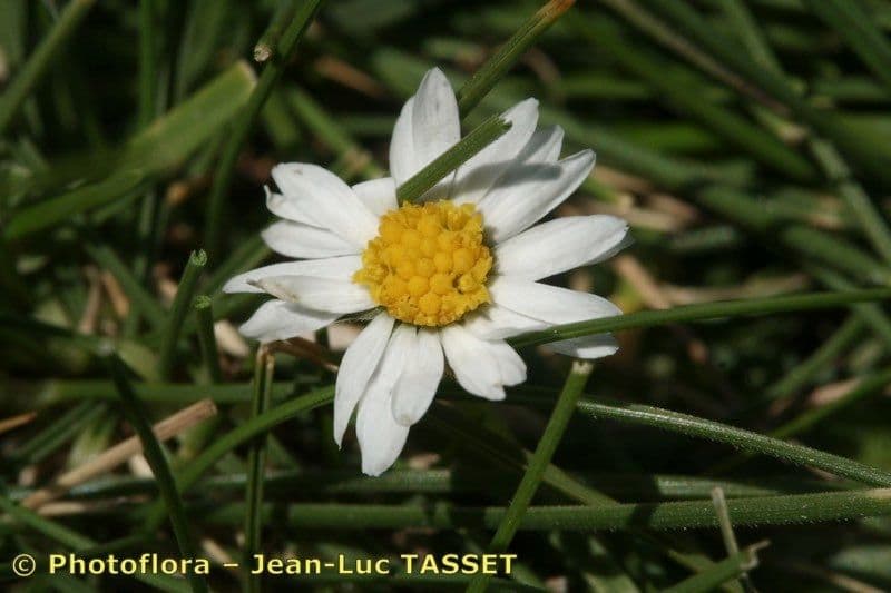 Bernard-Gänseblümchen