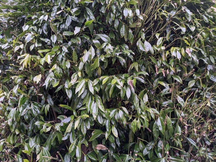 Cocculus 23