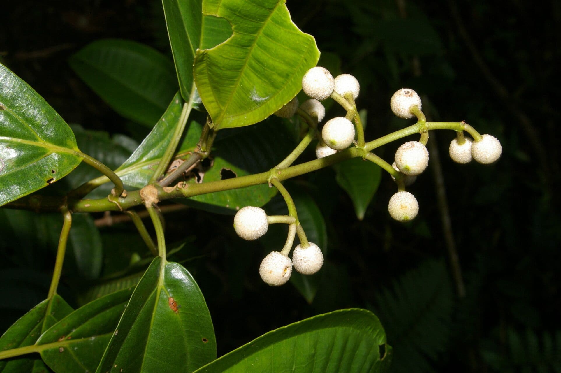 Miconia cooperi