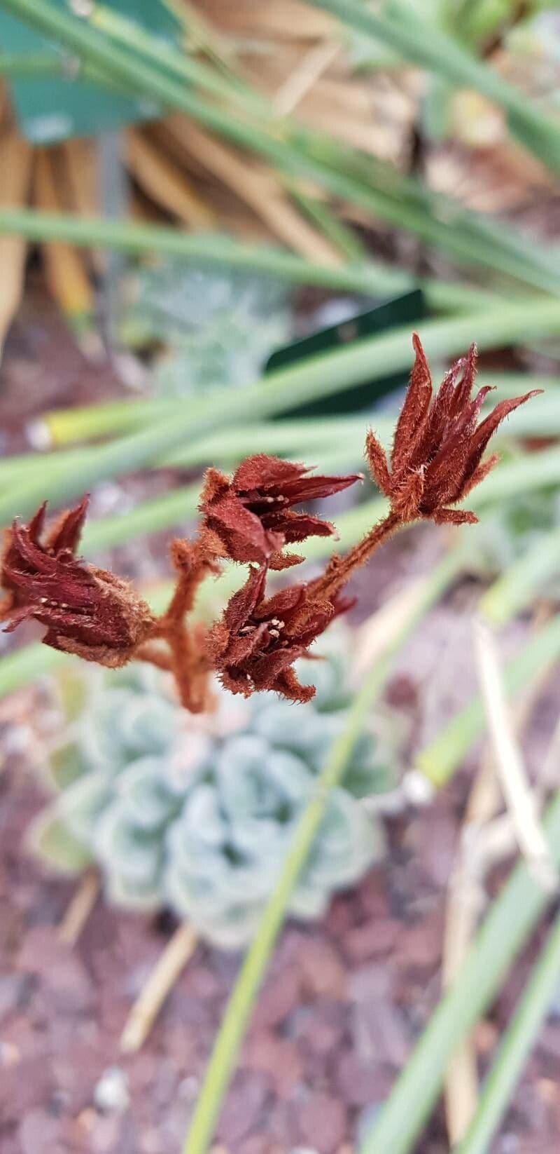 Echeveria 2