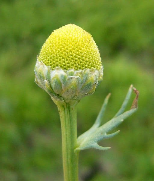 Matricaria