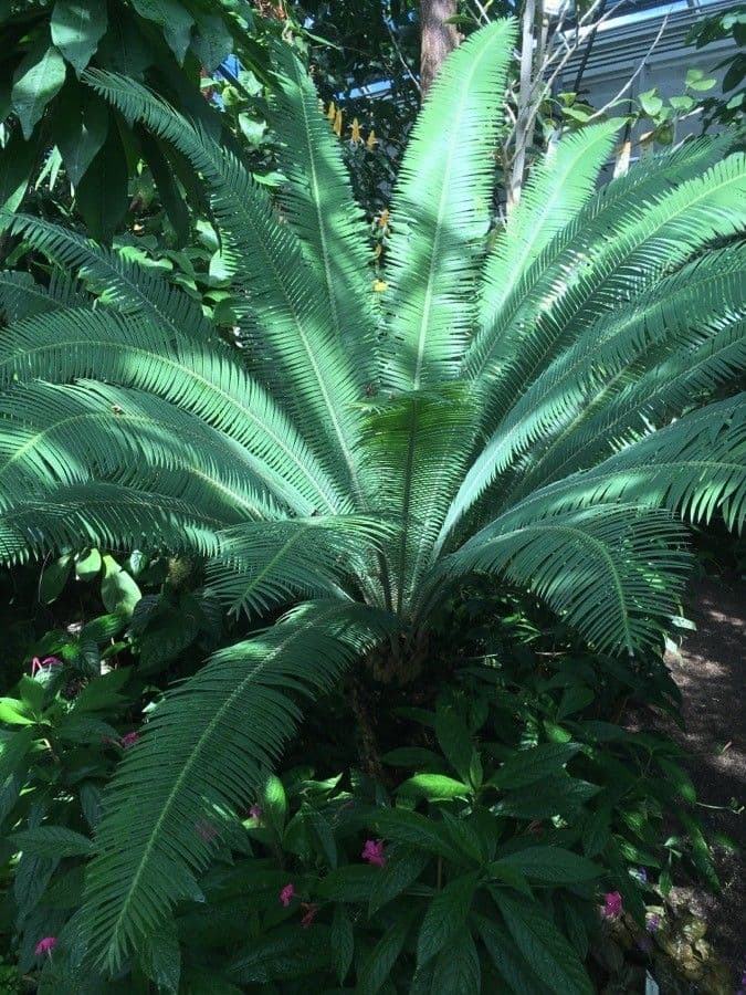 Dioon commestibile 15
