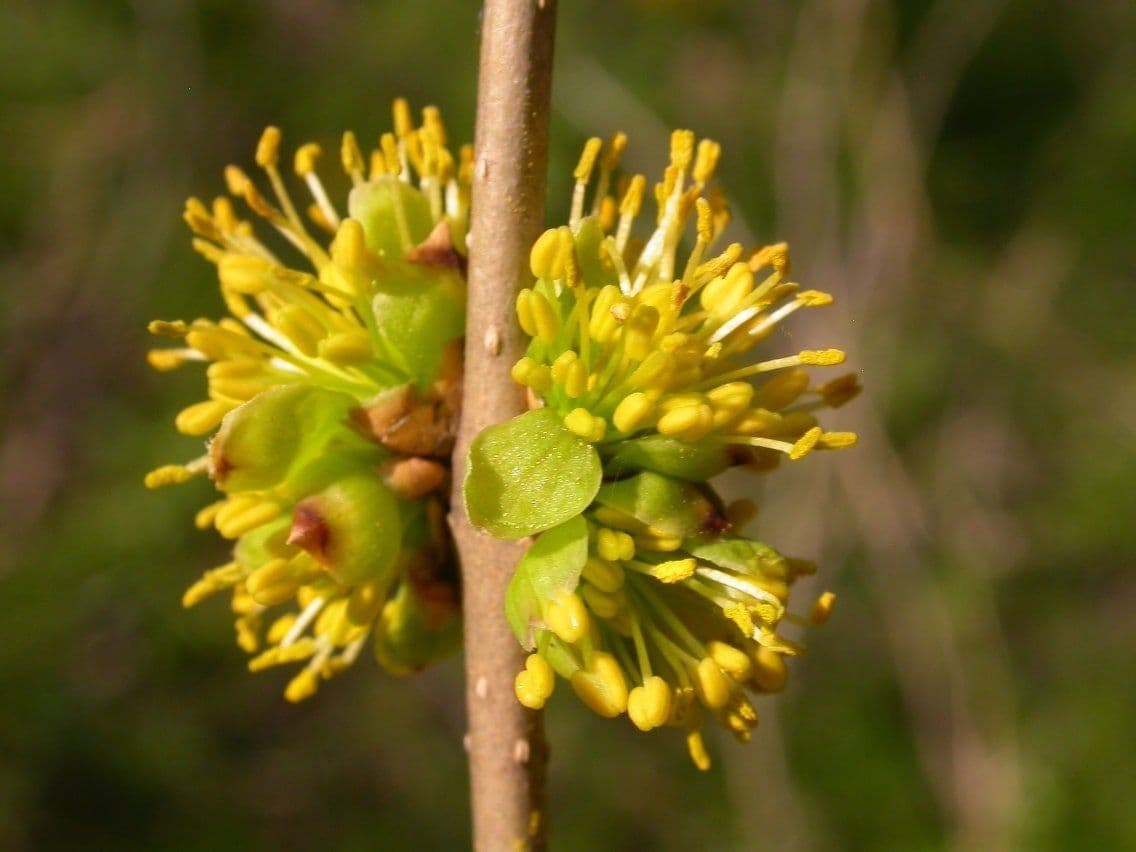 Forestiera